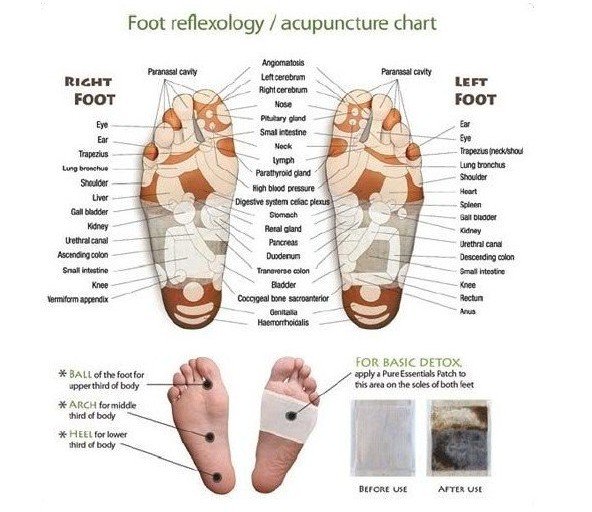 circulatory system functions and organs. and circulatory system can