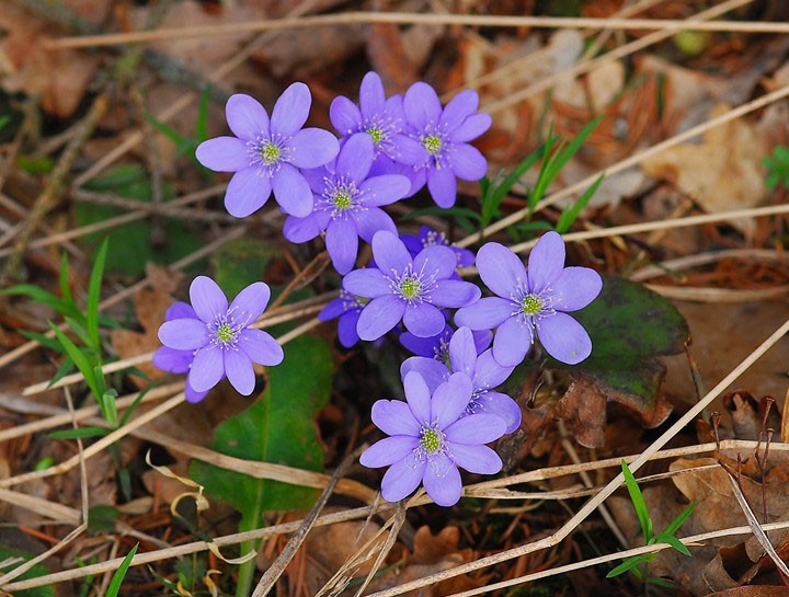 small flowers