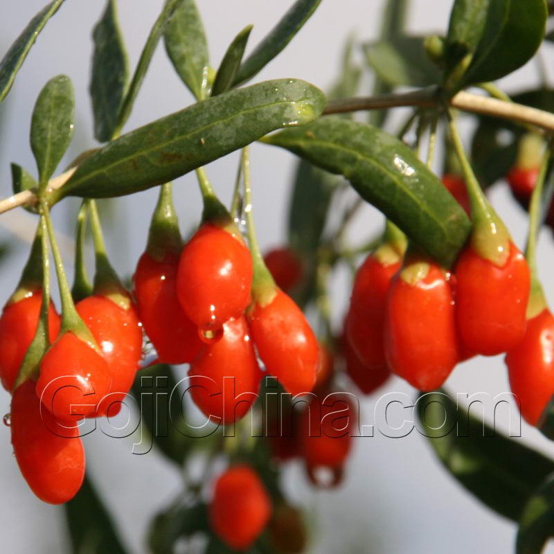 Goji Juice Concentrate
