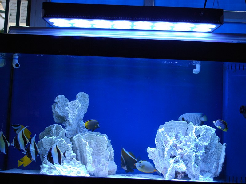 my tank04