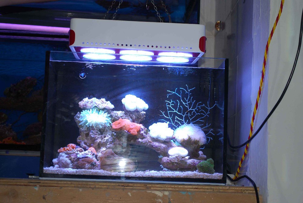 mytank07-2