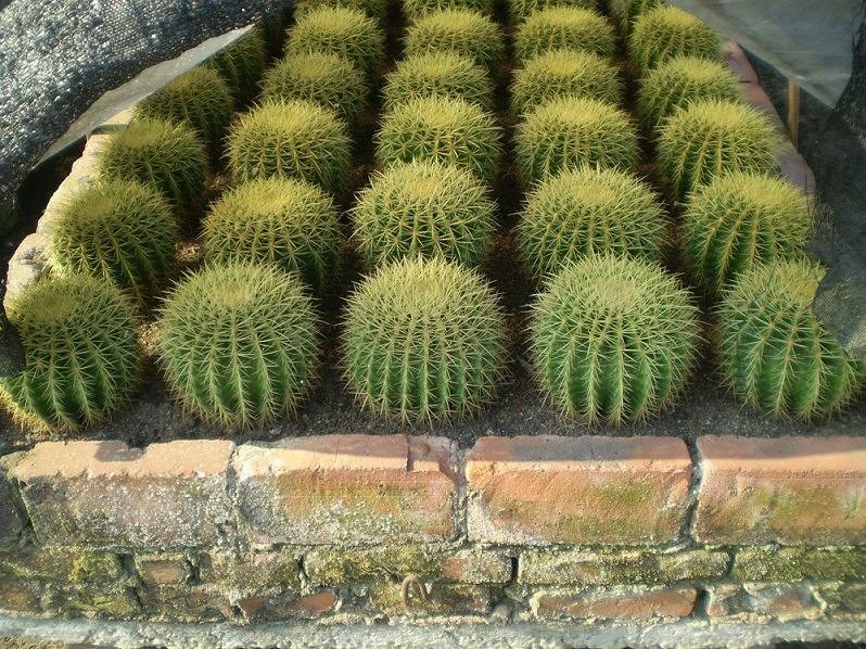 Cactus Bonsai