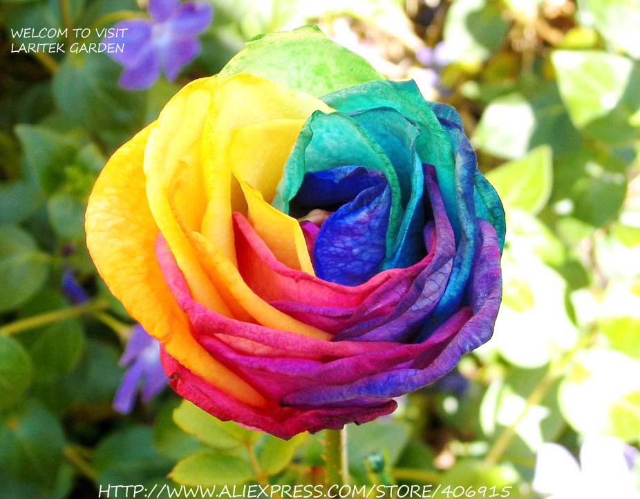 rainbow rose company