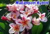 Plumeria With Rooted "madamponi Hybrid"