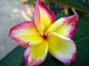 Plumeria With Rooted "pretty Wing"