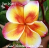 Plumeria With Rooted "gamam"