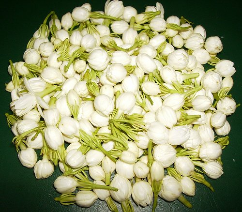 Picture Of A Jasmine Flower