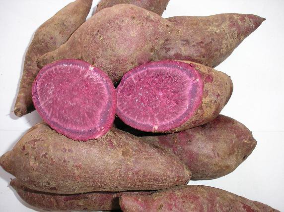 camote morado