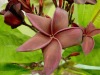 Plumeria with rooted "Super black" **HOt sale**