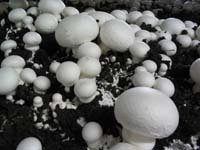 http://img.alibaba.com/photo/104926376/fresh_white_mushrooms.jpg