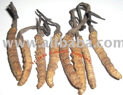 Cordy Ceps on Cordyceps  Hongo Catterpillar   Spanish Alibaba Com