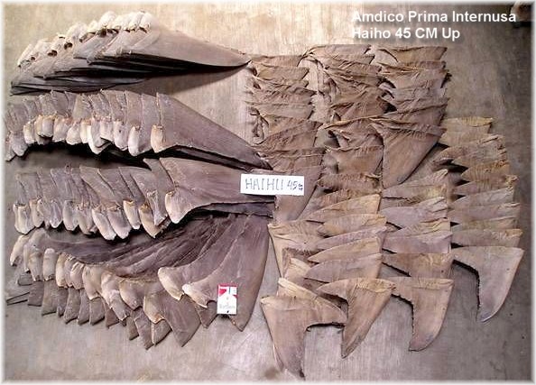 Haiho_Dried_Shark_Fins.jpg