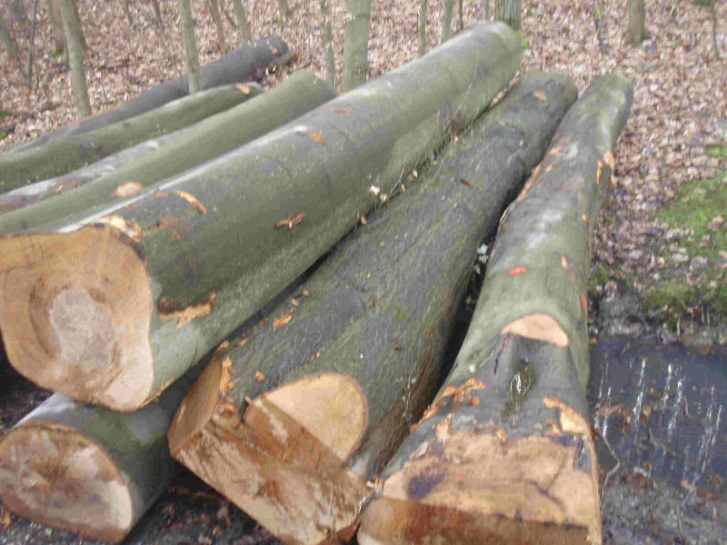 beech logs