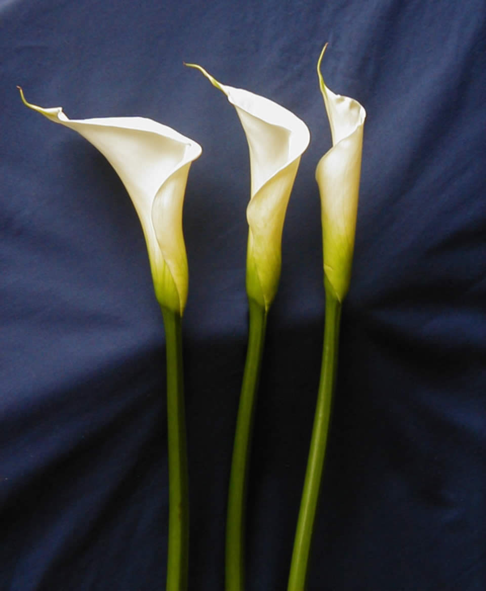 http://img.alibaba.com/photo/10856781/Calla_Lily_White.jpg