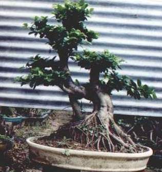 Ficus Bonsai Tree on Bonsaibaum   Ficus    Blattfall      Pflanzen   Botanik   Hilfe Pflege