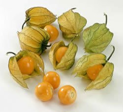 Physalis_From_Colombia.jpg