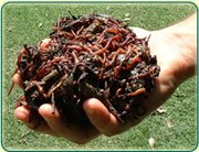 Vermi Compost, Vermi Fertilizer, Vermi Manure