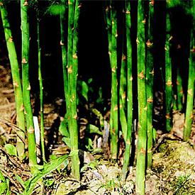 esparrago asparagus officinalis