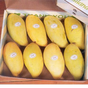 http://img.alibaba.com/photo/11006116/Mangoes_Packed_In_Safe_Corrogated_Boxes_From_Pakistan.jpg