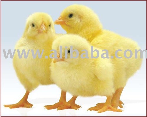 http://img.alibaba.com/photo/110568163/DAY_OLD_COBB_BROILER_CHICKS_ALL_POULTRY_EQUIPMENTS.jpg