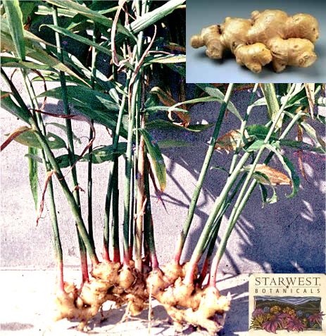 http://img.alibaba.com/photo/11133331/Ginger_Root_Whole_Zingiber_Officinale_Gan_Jiang_.jpg