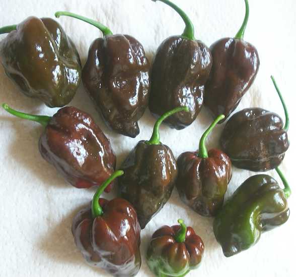 Chocolate_Habanero_Pepper_Capsicum_25_Seeds.jpg