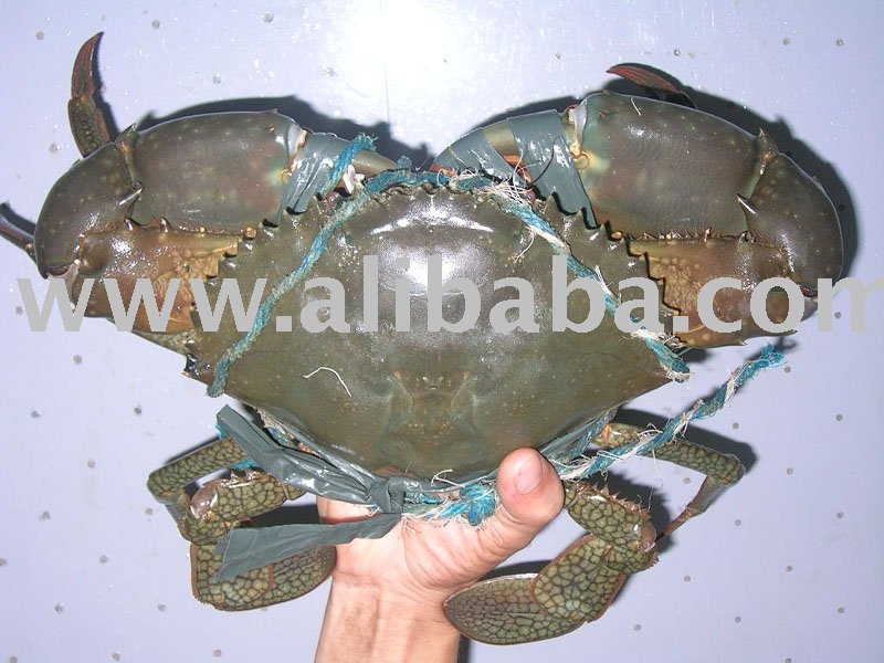 mud crab image