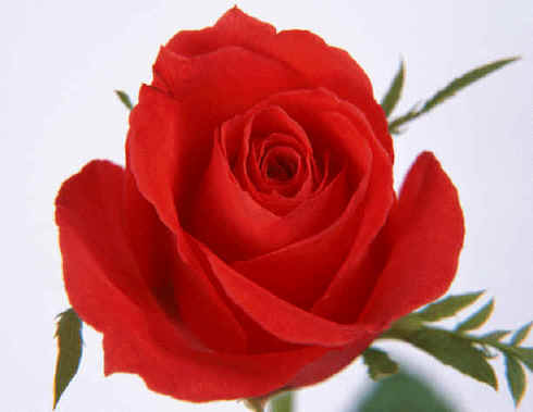 Picture of fresh-cut rose from alibaba.com