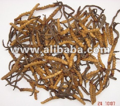 Cordyceps_Sinensis.jpg