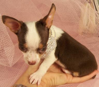 Chihuahua_Puppy_Female_Pocketbook.jpg