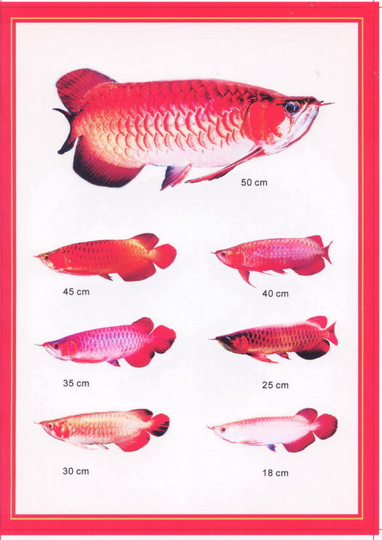 http://img.alibaba.com/photo/11878174/Arowana.jpg