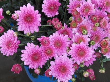 Exotic Pink Chrysanthemum Flower