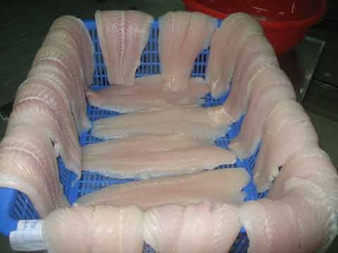 Kong best sale ming fish