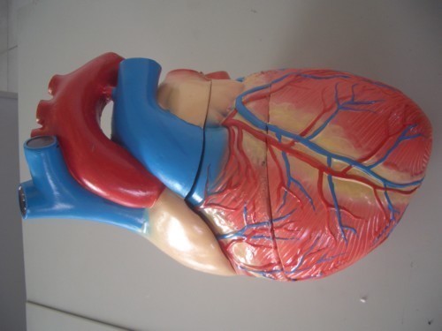 Pasos para hacer una maqueta del corazon humano - Imagui Pasos para hacer una maqueta del corazon humano - Imagui