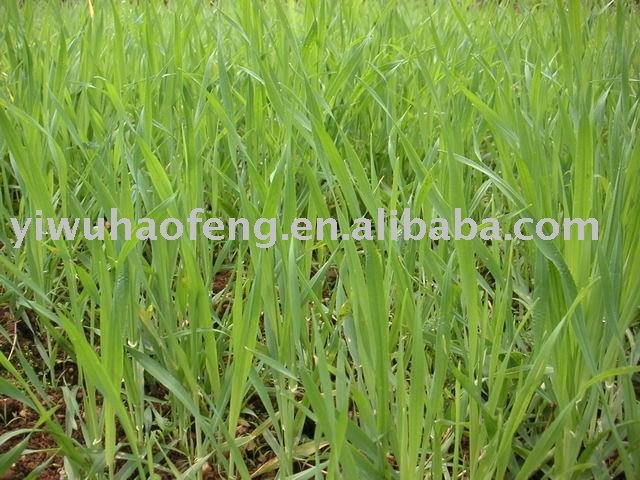 Jas Certificate Organic Barley Grass Powder