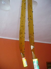trampas trampas