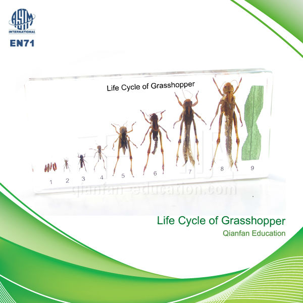 Grasshoppers Life Cycle. choose quality Life cycle