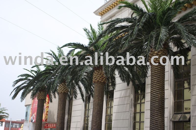 canary date palm tree. Format document de vue