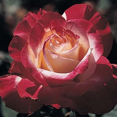 Hybrid  Rose on Hybrid Tea Rose Plant  Nevris