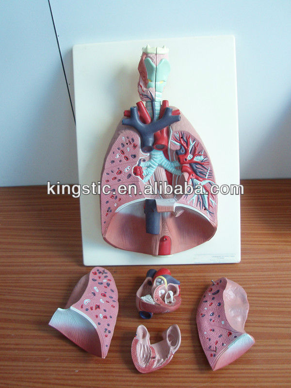 hacer una maqueta del sistema respiratorio aparato reproductor pic 5 hacer una maqueta del sistema respiratorio aparato reproductor pic 5