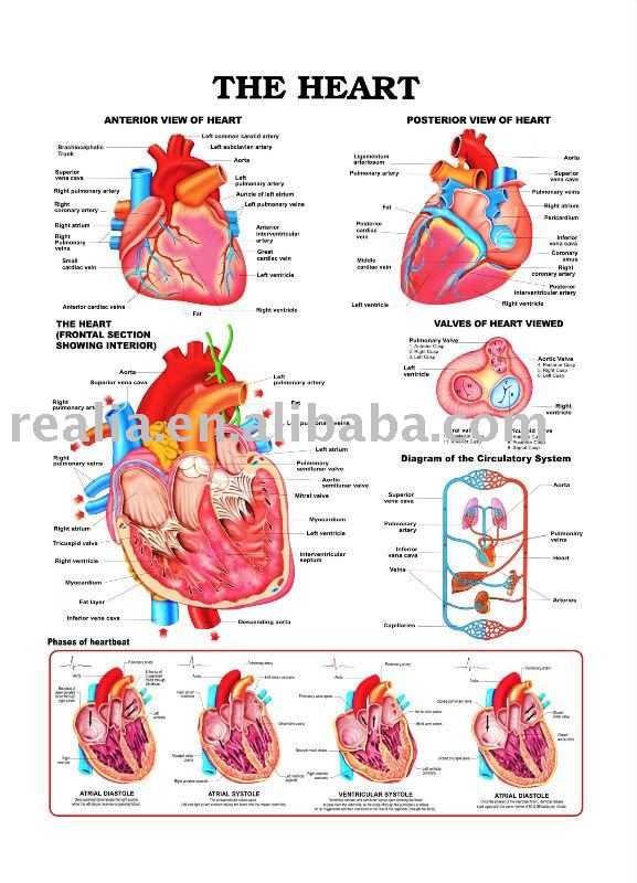 cuore anatomia