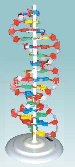 estructura del adn. Estructura del ADN