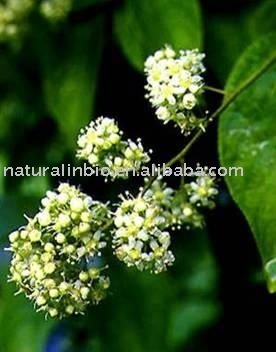 Les fleurs (ou plantes ) contre le cancer. - Page 2 Tripterygium_Wilfordii_Extract