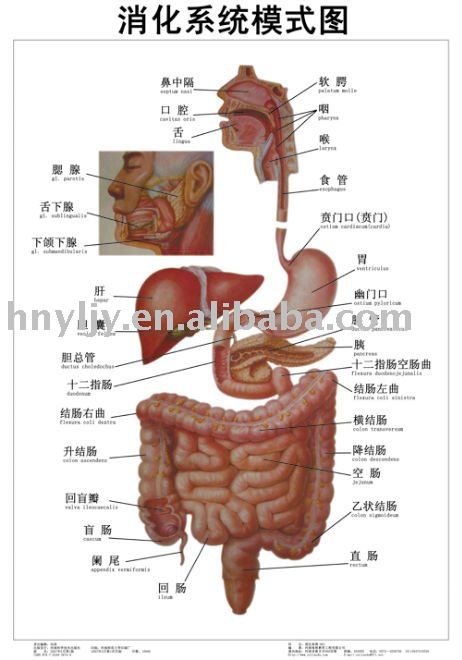 Digestive system essay