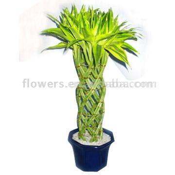 Dracaena_Sanderiana.jpg