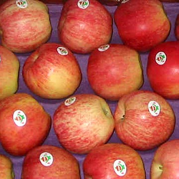 Royal Gala Apples(China (Mainland))