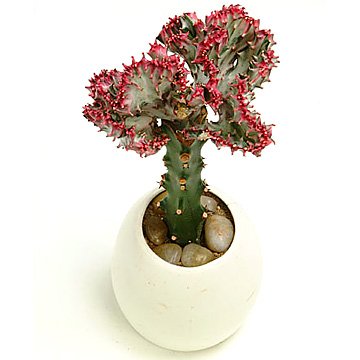 Euphorbia_Lactea.jpg