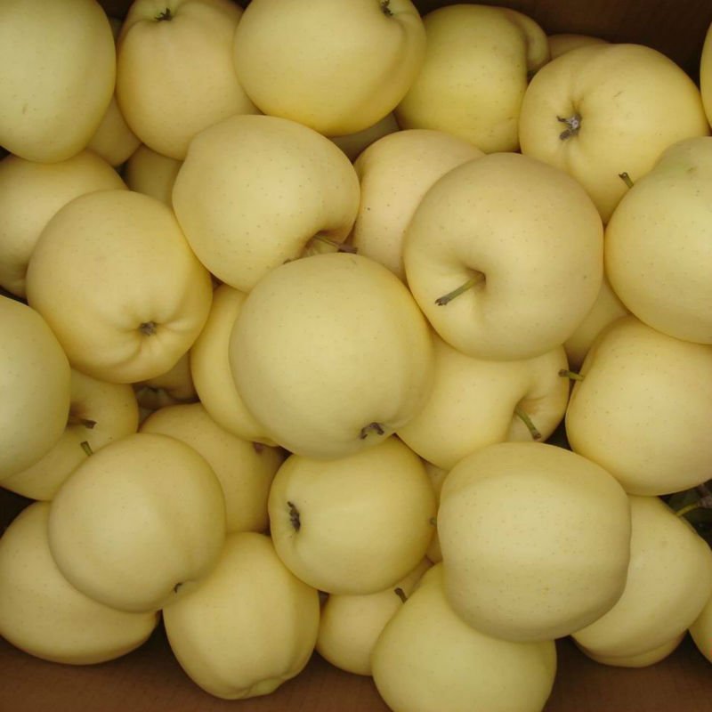 Manzana+De+Oro+Fruta Manzana De Oro Fruta http://spanish.alibaba.com/product-gs/wholesale ...