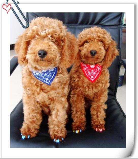 bandanas for dogs. Pet clothes (dog clothes,dog