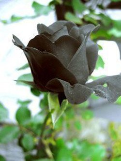 Black Rose Seeds